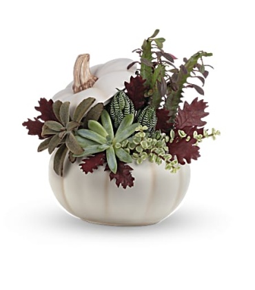 Spooky Succulent Garden - TPL22-1