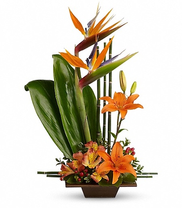 Exotic Grace - T77-1