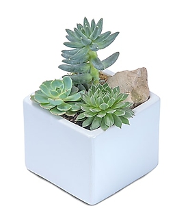 Mini Stunning Succulent