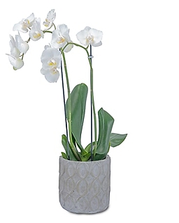 White Elegance Orchid