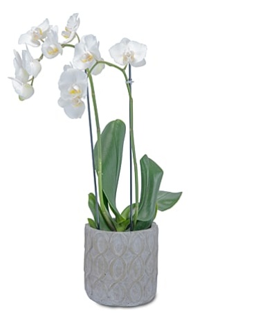 White Elegance Orchid - TMF-209