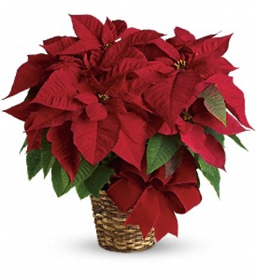 Poinsettia - 6\" Red in Basket