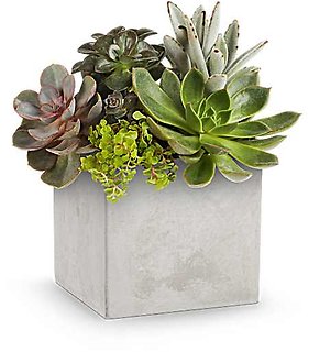 Concrete Oasis Succulent Garden