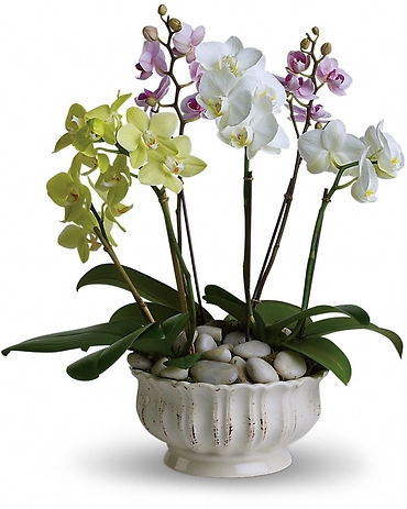 Regal Orchids - T103-1