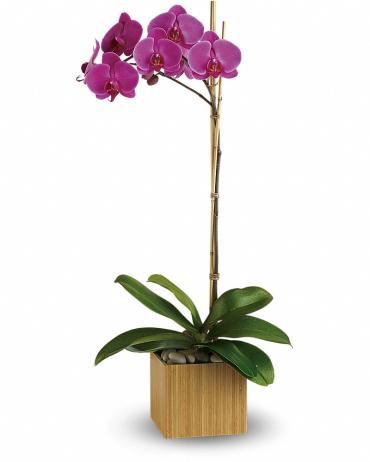Exquisite Orchid - T98-1