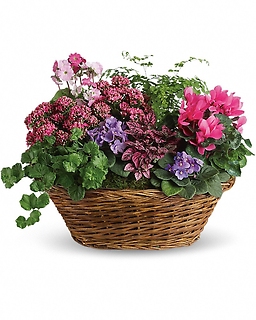 Simply Chic Mixed Plant Basket - T97-1