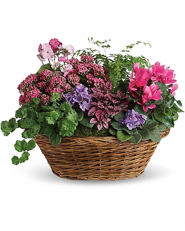 Simply Chic Mixed Plant Basket