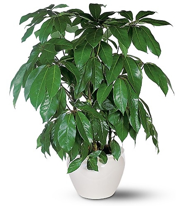 Schefflera