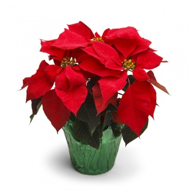 Medium Red Poinsettia