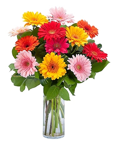 Grand Gerbera