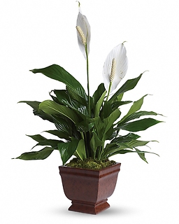 Lovely One Spathiphyllum Plant - T272-1