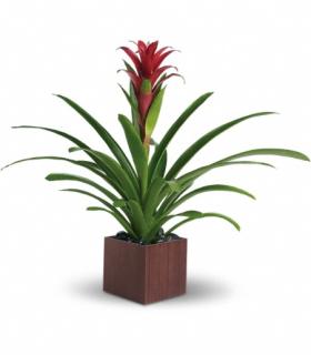 Bromeliad Beauty