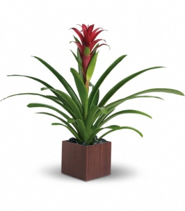 Bromeliad Beauty - T100-1