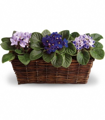 Sweet Violet Trio - T92-1