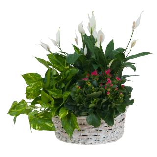 Living Plant Basket