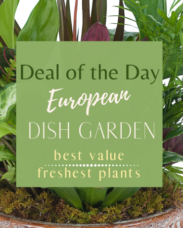 European Dish Garden - Deal of the Day