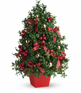 Boxwood Christmas Tree