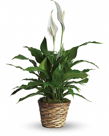 Simply Elegant Spathiphyllum - Small - T105-1