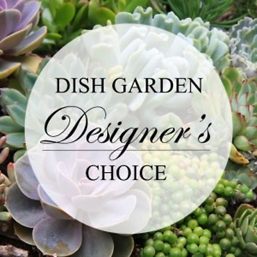 Dish Garden - Designers Choice