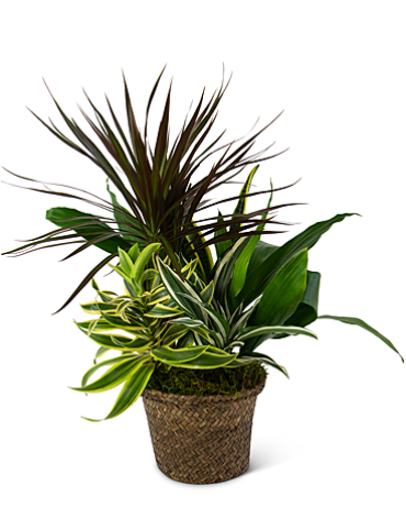 Mixed Plant Basket