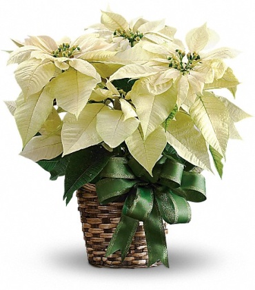 Poinsettia - White in 6\" Basket