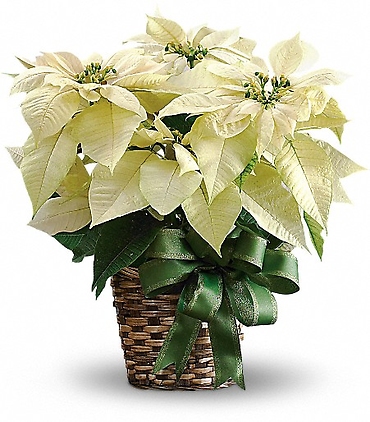 Poinsettia - White in 6\" Basket