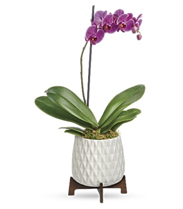 Architectural Orchid - TPL10-1