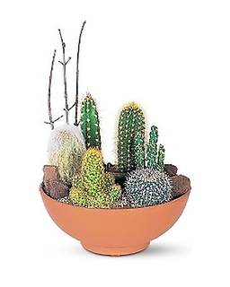 Cactus Garden - T142-1