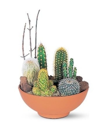 Cactus Garden - T142-1
